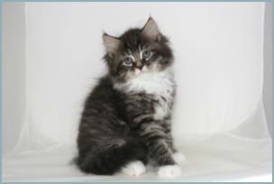 Male Siberian Kitten from Deedlebug Siberian